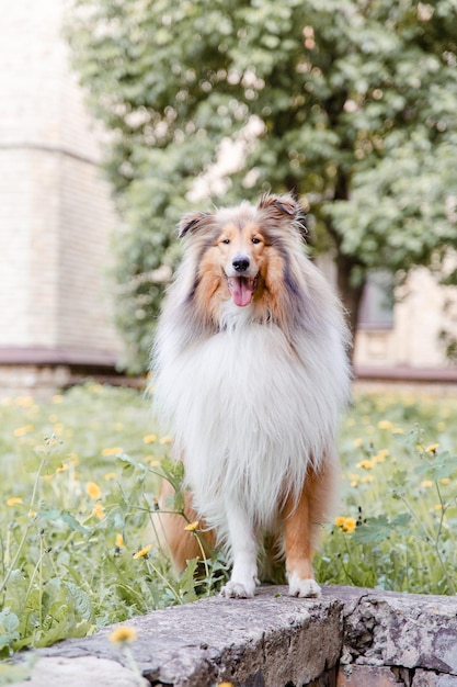 Pies Rough Collie na zewnątrz