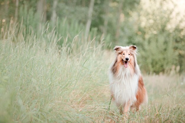 Pies Rough Collie na zewnątrz