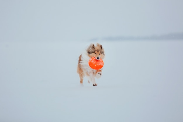 Pies Rough Collie zimą