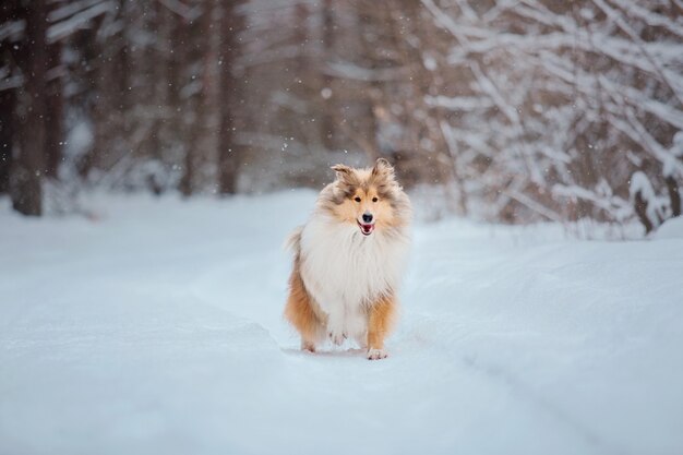 Pies Rough Collie zimą