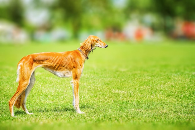 Pies saluki Chart perski na zielonej trawie