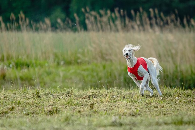 Zdjęcie pies saluki w czerwonej koszuli biegnie i goni przynętę na polu w konkursie