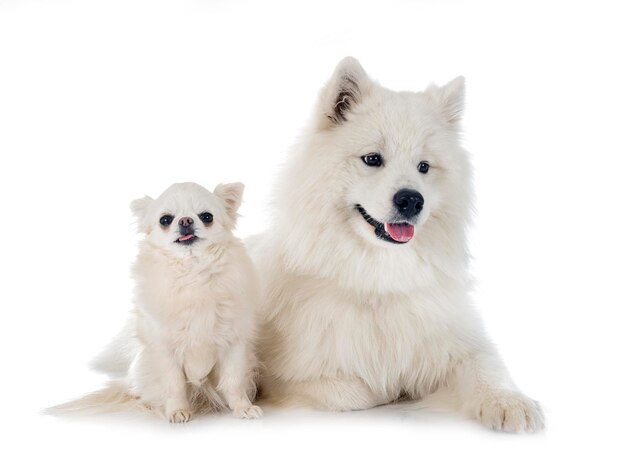 pies samoyed i chihuahua przed białym tle