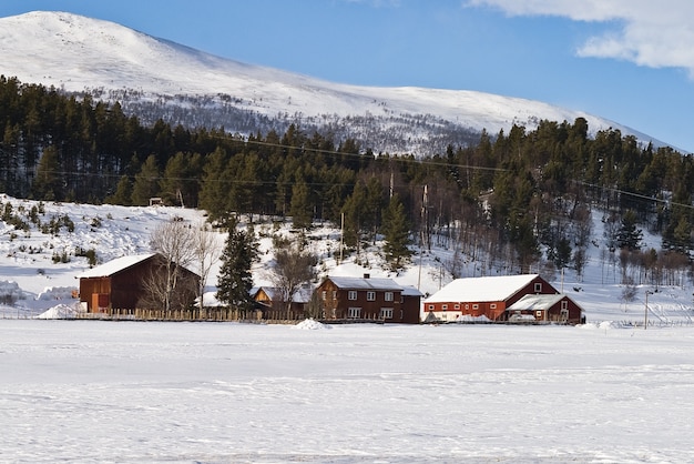 pies sanki wyścig zimowy Norwegia śnieg