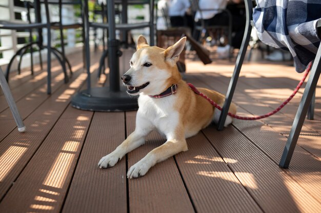 Zdjęcie pies shiba inu na spacerze