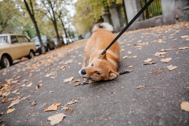 Pies Shiba inu na zewnątrz. Kolekcje jesienno-jesienne. Spacer z psem