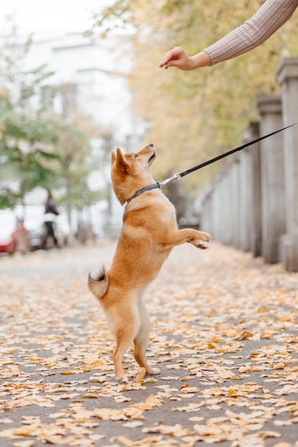 Pies Shiba inu na zewnątrz. Kolekcje jesienno-jesienne. Spacer z psem