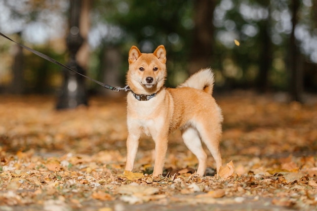 Pies Shiba inu na zewnątrz. Kolekcje jesienno-jesienne. Spacer z psem