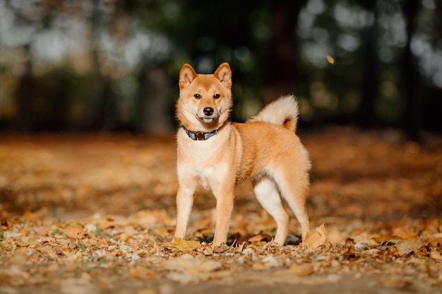 Pies Shiba inu na zewnątrz. Kolekcje jesienno-jesienne. Spacer z psem