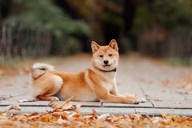 Pies Shiba inu na zewnątrz. Kolekcje jesienno-jesienne. Spacer z psem