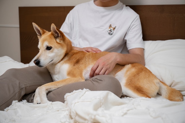 Pies Shiba inu relaksujący się w łóżku