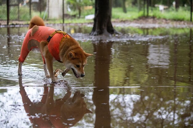 Pies Shiba Inu stojący przed jeziorem Pies Shiba Inu pijący z jeziora