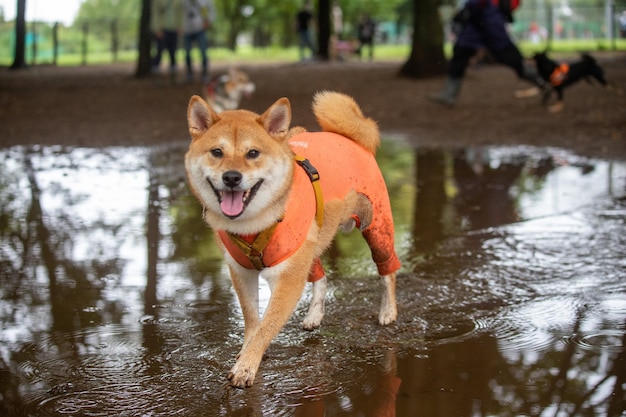 Pies Shiba Inu stojący przed jeziorem Pies Shiba Inu pijący z jeziora