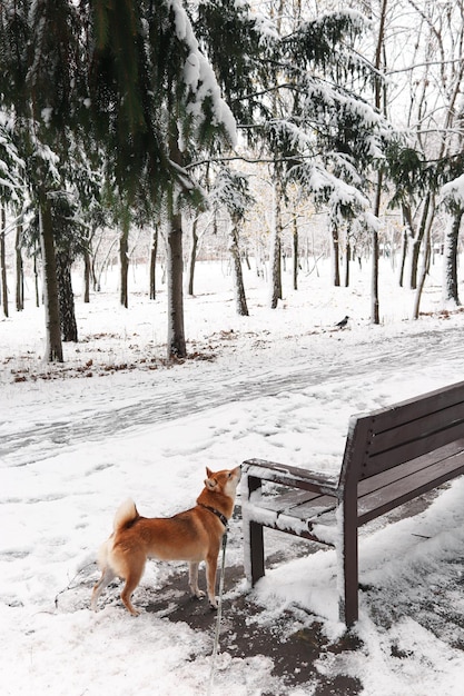 Zdjęcie pies shiba inu w zimowym śnieżnym parku wącha ławkę