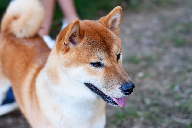 Pies Shiba inu z wyprowadzaczem psów ładnie spaceruje po parku?