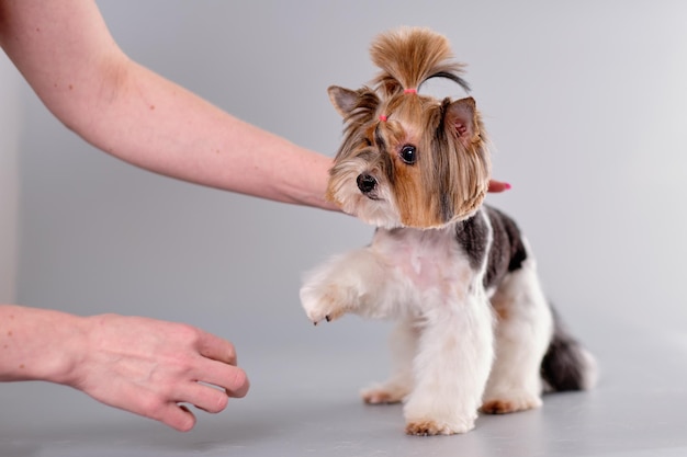 Pies shih tzu lub shih tzu podczas strzyżenia w salonie pielęgnacji zwierząt na stole do pielęgnacji