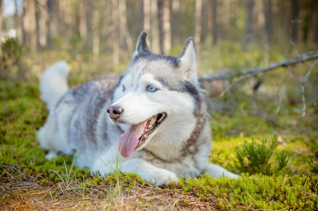 Pies. Siberian Husky chodzi w jesień lesie.