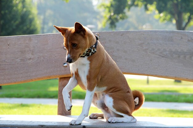 Zdjęcie pies siedzący na ławce