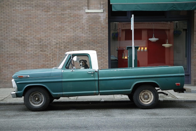 Zdjęcie pies siedzący na siedzeniu kierowcy w vintage pickup truck