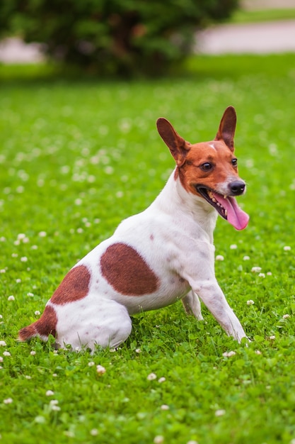 Pies siedzący na trawie, Jack Russell Terrier