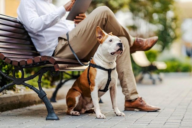 Pies siedzący obok nóg swoich właścicieli w publicznym parku