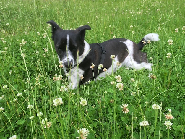 Zdjęcie pies siedzący pośród kwiatów na polu