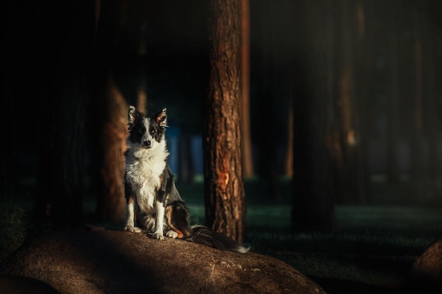 Pies siedzi na skale w lesie ze światłem na tle.