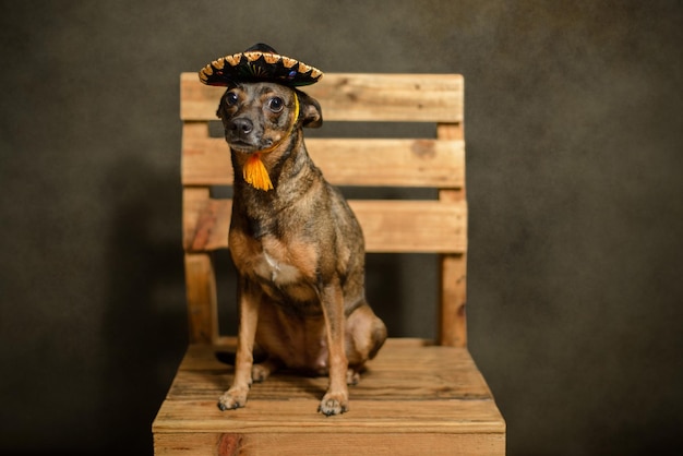 Pies siedzi w meksykańskim kapeluszu charro. Portret maskotki z okazji meksykańskiego miesiąca patriotycznego.