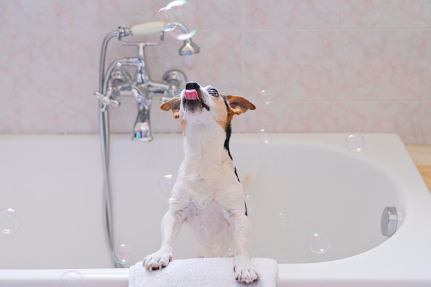 Pies siedzi w wannie i cieszy się kąpielą z otwartymi ustami Portret zwierzaka w jasnej łazience
