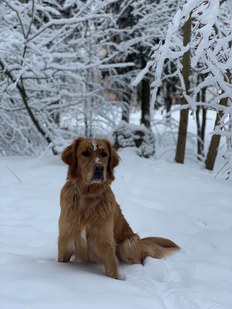 Pies siedzi w zimowym lesie Pokryty śniegiem Śnieg spadł na pysk Drzewa w śniegu