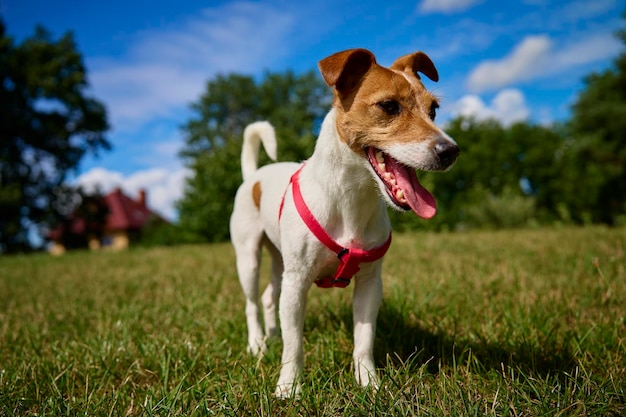 Pies spacerujący po trawniku z zieloną trawą w letni dzień Aktywne zwierzę na zewnątrz Ładny portret Jack Russell terrier