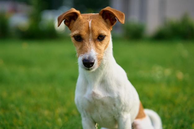 Pies spacerujący po trawniku z zieloną trawą w letni dzień Aktywne zwierzę na zewnątrz Ładny portret Jack Russell terrier