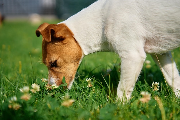 Pies spacerujący po trawniku z zieloną trawą w letni dzień Aktywne zwierzę na zewnątrz Ładny portret Jack Russell terrier