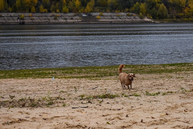 Zdjęcie pies spaceruje brzegiem rzeki