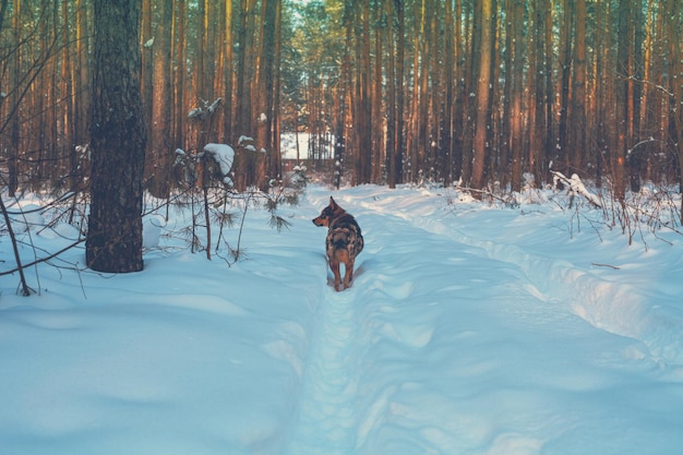 Pies spaceruje po zimowym lesie sosnowym w słoneczny dzień