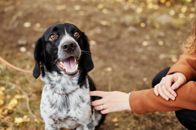 Pies spaniel z długimi uszami spaceruje po jesiennym parku i patrzy na właściciela. Pies na naturze, spaniel rosyjski