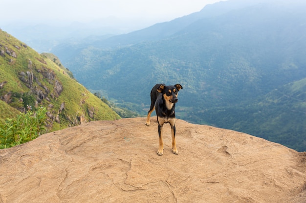 Pies stoi na skraju urwiska w górach