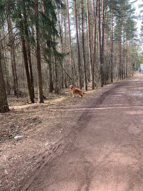 Pies stoi w lesie na drodze i podąża za szelestami w krzakach