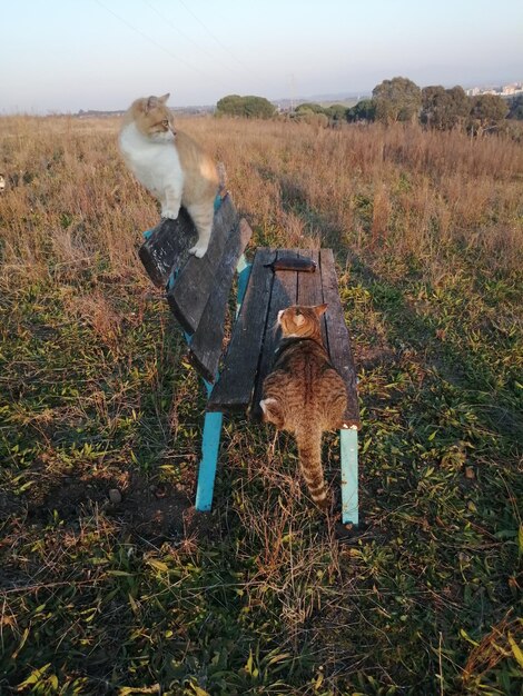 Zdjęcie pies stojący na polu na lądzie przeciwko niebu