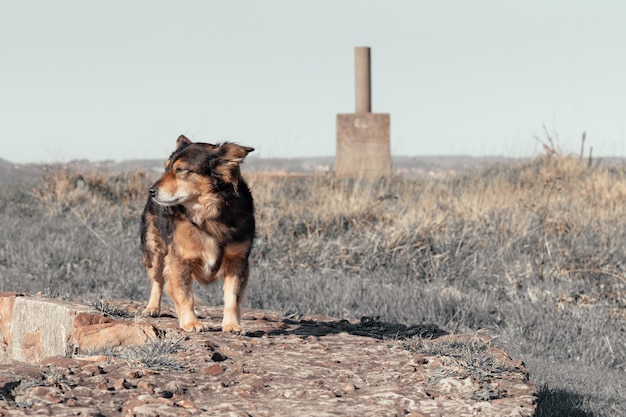 Zdjęcie pies stojący na polu