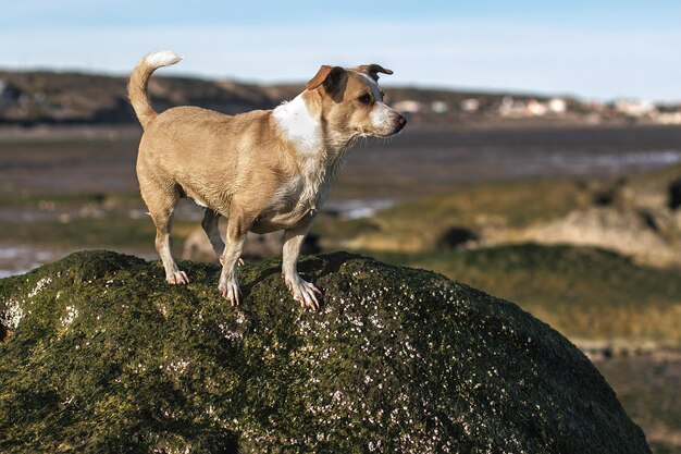 Pies stojący na skale