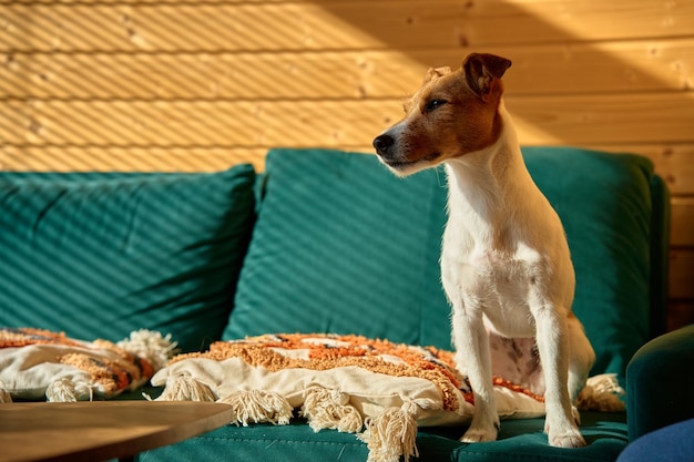 Pies stojący na sofie w salonie Stylowe wnętrze domu z ciekawym zwierzakiem na miejscu do relaksu Portret Jacka Russela Terriera