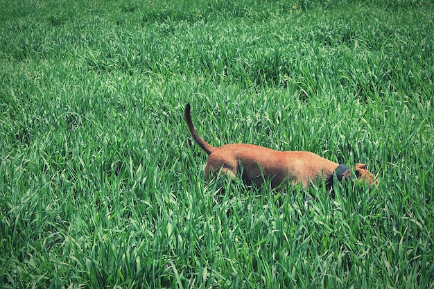 Zdjęcie pies stojący na trawiastym polu