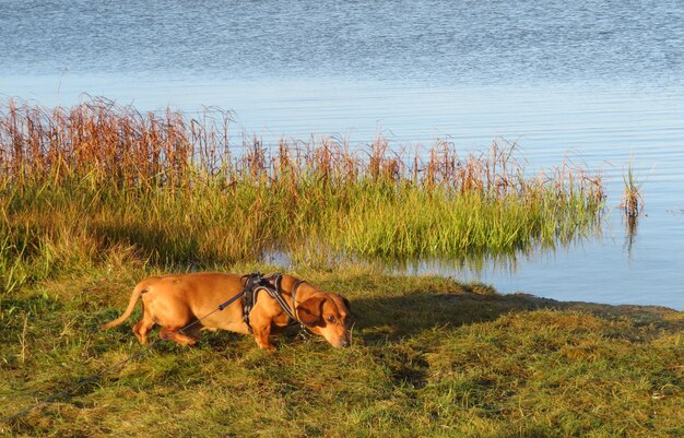 Zdjęcie pies stojący na trawie nad brzegiem jeziora