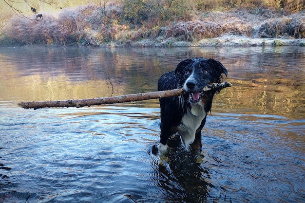 Zdjęcie pies stojący w rzece