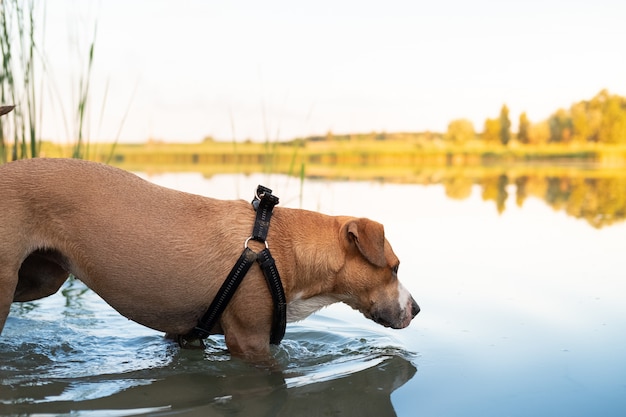 Pies stygnie na bagnach w upalny letni dzień. Zwierzęta kochające wodę, pływanie w stawie i uprawianie sportów wodnych