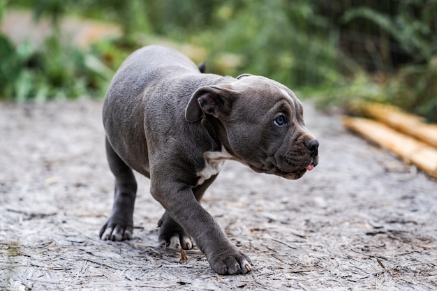 Pies szary amerykański Pit Bull Terrier, portret na charakter.