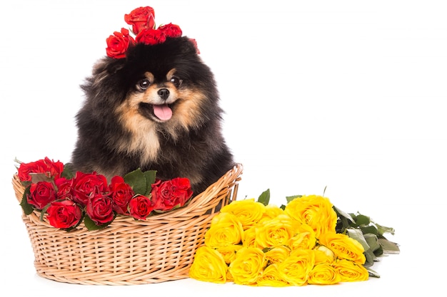 Pies szpic w koszu z kwiatami
