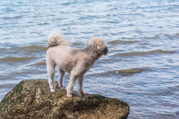 Pies tak ładny beżowy kolor mieszanej rasy z Shih-Tzu, Pomorskim i Pudlem na kamienistej plaży