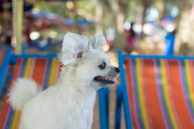 Pies tak słodki kolor beżowy mieszany rasa z Shih-Tzu, Pomorza i Pudel podróży na plaży